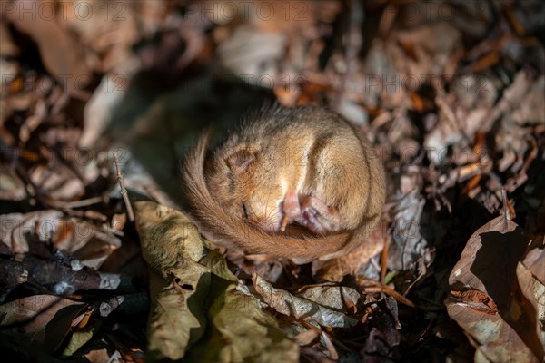 Hazel dormouse