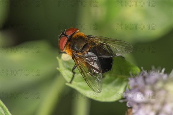 Tachinid Fly