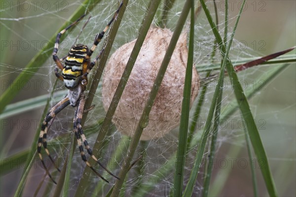 Wasp spider