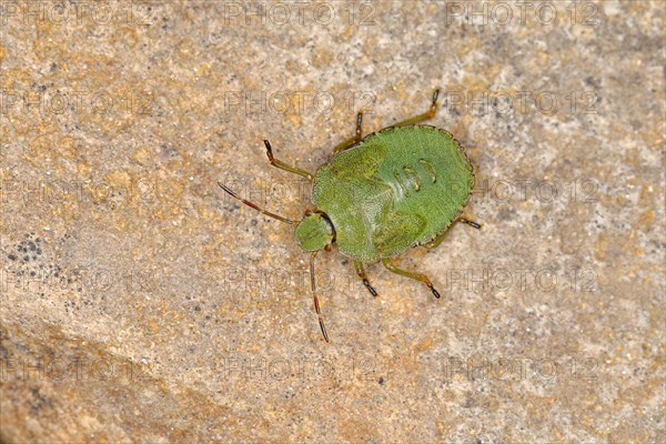 Green shield bug