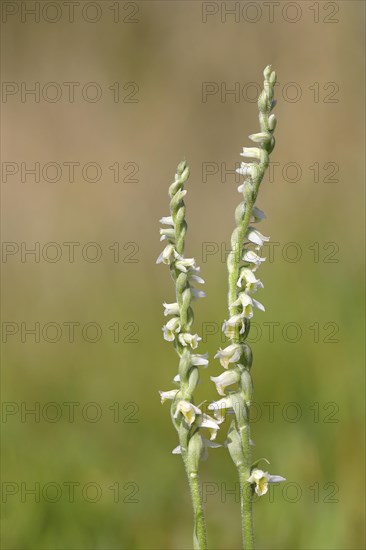 Autumn lady's tresses