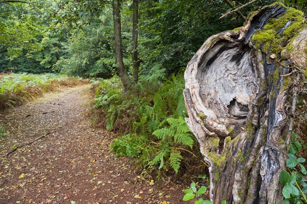 Face-like growth on an old trunk of a crab apple