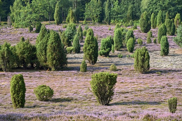 View over the extensive Ellerndorf juniper heath at flowering time of the Common Heather