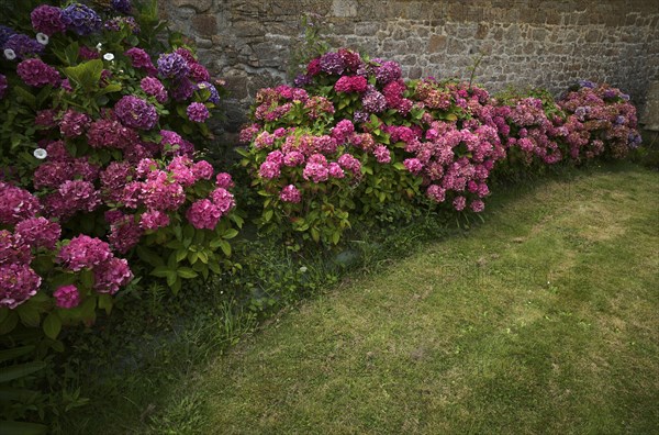 Hydrangea