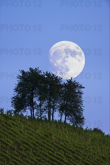 Moonrise over vineyard