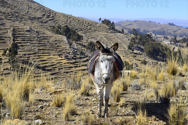 Donkey tied to leg with halter and seat blankets