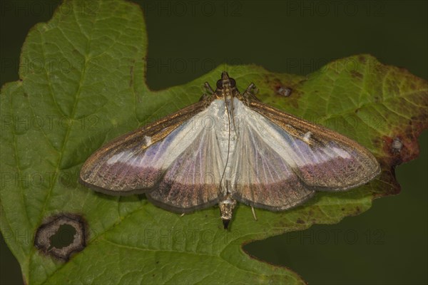 Box tree moth