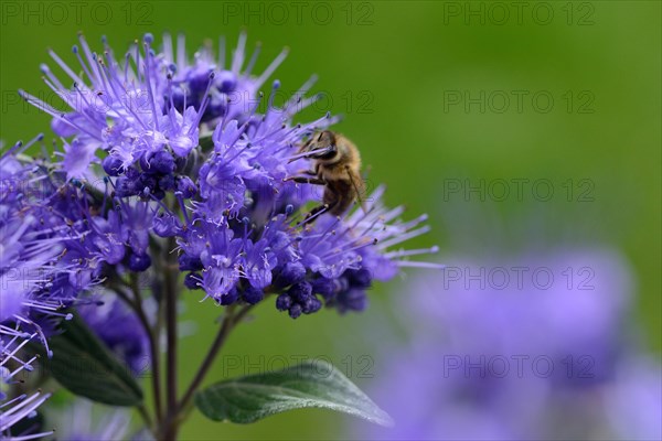 Bee on bearded flower