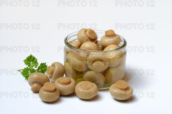 Canned common mushrooms