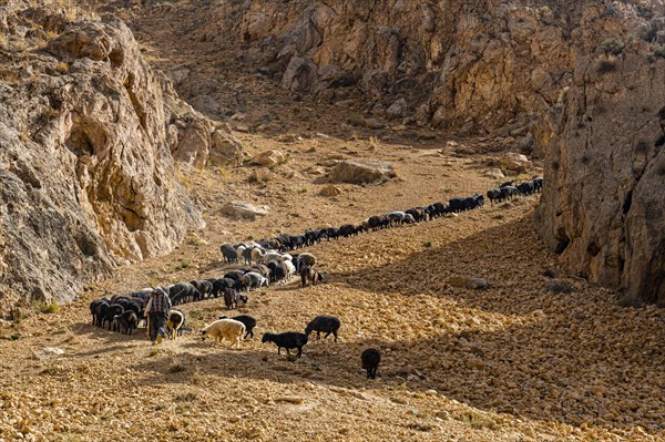 Sheppard with his sheeps on a steep hill