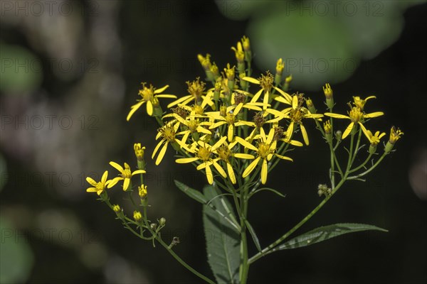 Wood Ragwort