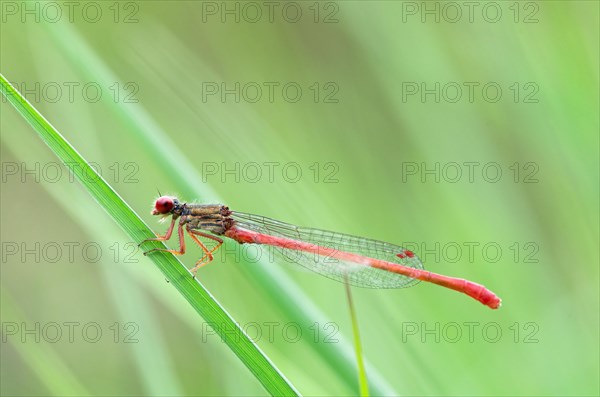 Small red damselfly