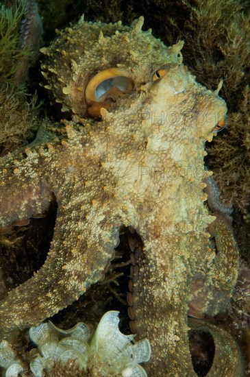 Common Octopus