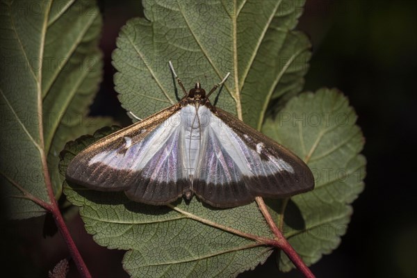 Box tree moth