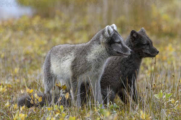 Young Arctic foxes