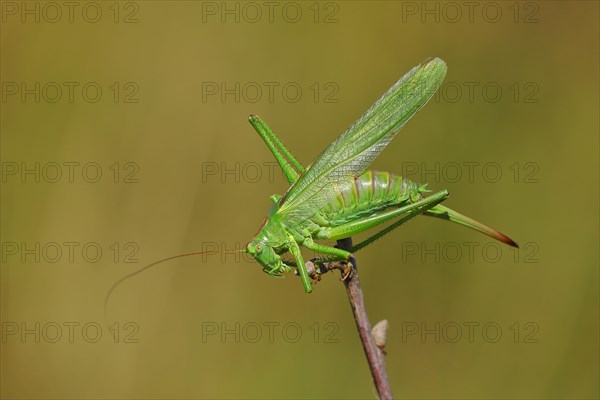 Great green bush cricket