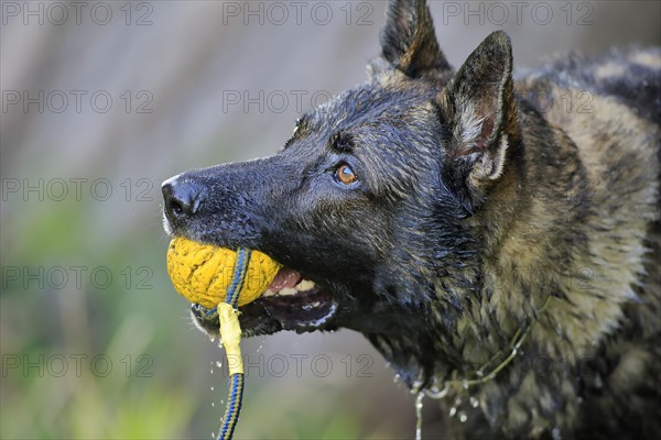 German shepherd Domestic dog