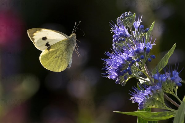 Cabbage butterfly