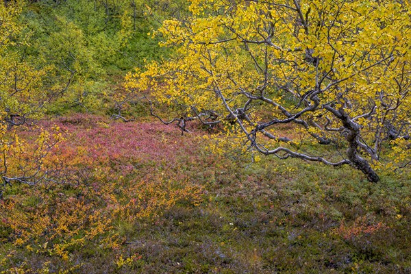 Colourful autumn colours in