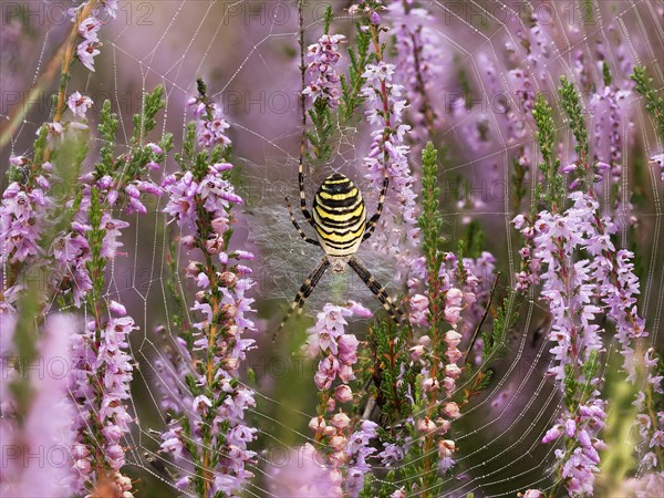 Wasp spider