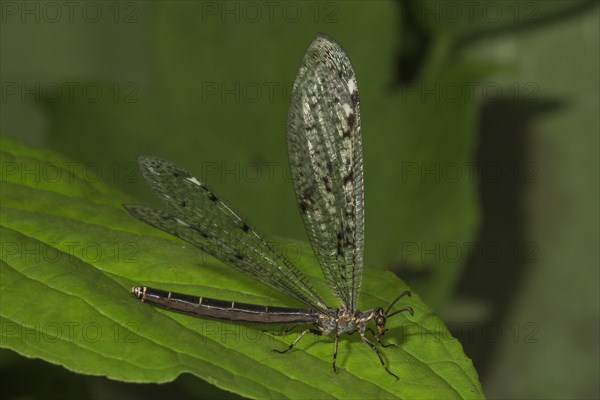 European ant lion