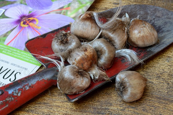 Crocus tubers on planter