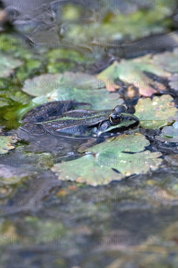 Green frog