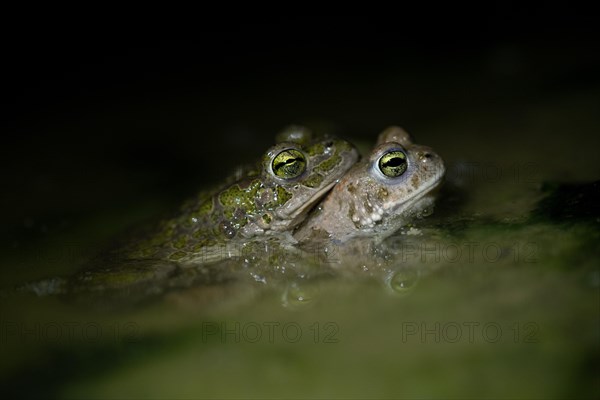 European green toad