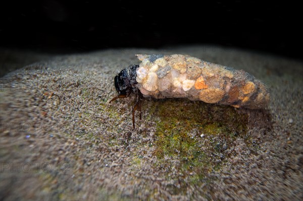 Caddisfly