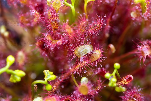 English sundew