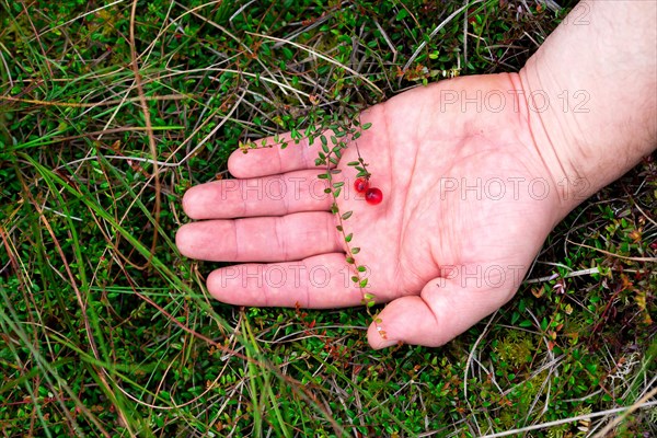 Small cranberry