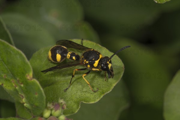 Pill wasp