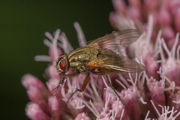 Angelica housefly