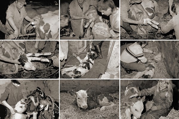 Birth of a calf in a cowshed