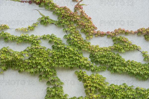 Boston ivy