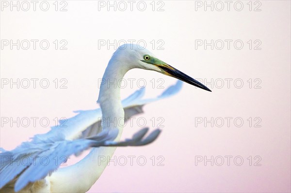 Great egret