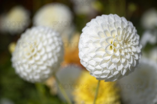 Dahlia Brookside Snowball