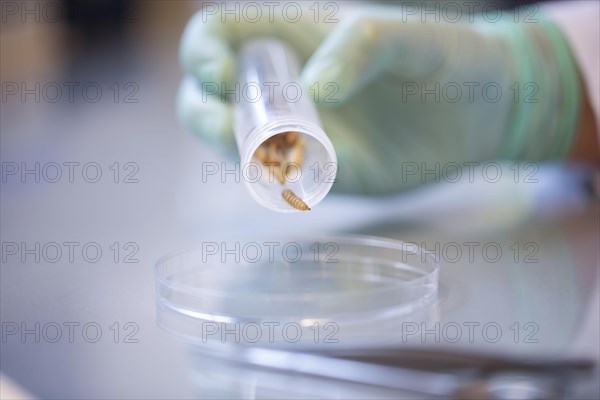 Larvae with Petri dish and tube in a laboratory with hand and laboratory glove