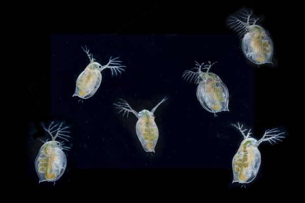 Daphnia magna