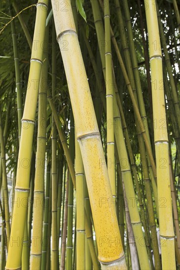 Bamboo