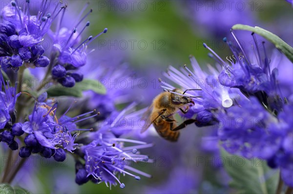 Bee on bearded flower