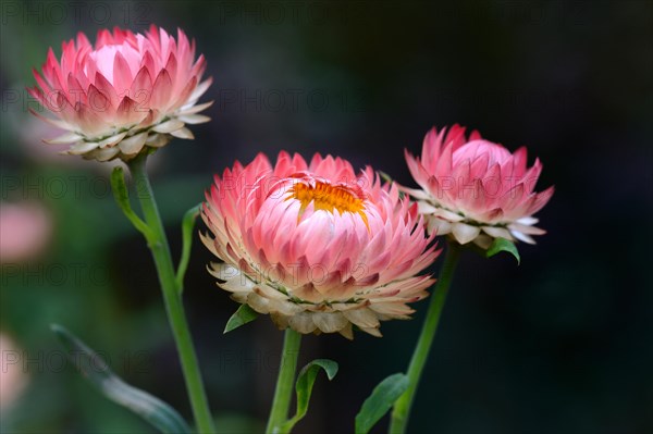 Flowering strawflowers