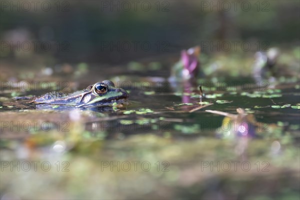 Green frog