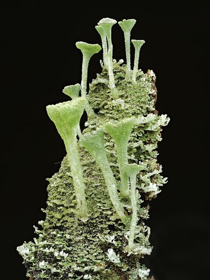 Cup lichen