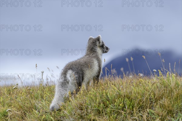 Young Arctic fox