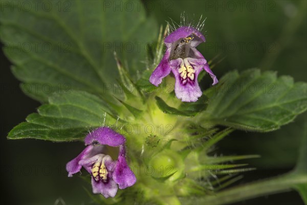 Common hemp nettle