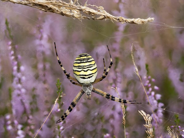 Wasp spider