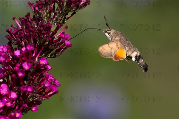 Hummingbird hawk-moth