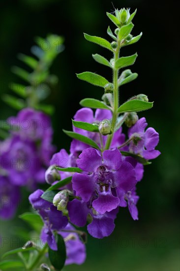 Flowering angelonia