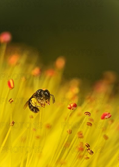 Small wild bee foraging for pollen in a St